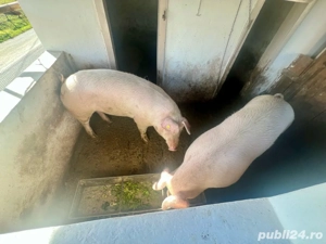 Porc de Craciun  - imagine 2