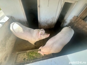 Porc de Craciun  - imagine 3