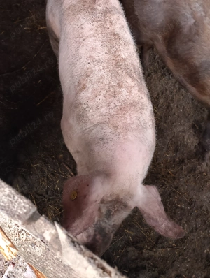 Porc de vânzare  - imagine 2