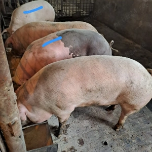 Porc de vanzare - imagine 2