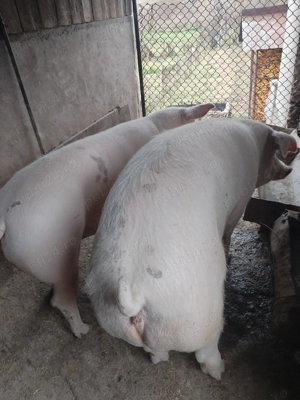 Vând porci de carne 