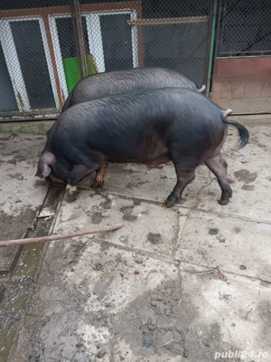 porci de vanzare 