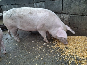 Vand purcea  - imagine 2