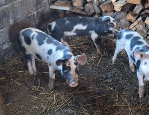 Porci de vinzare pietrian