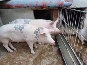 Vand porci pentru sacrificat