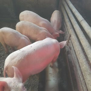 Purcei de vanzare  - imagine 2