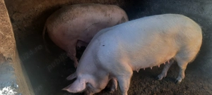De vânzare - porci crescuți bio în gospodarie - imagine 4