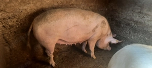 De vânzare - porci crescuți bio în gospodarie - imagine 3