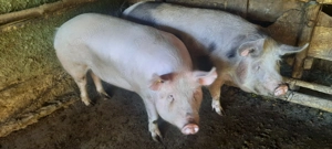 De vânzare - porci crescuți bio în gospodarie - imagine 2