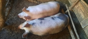 De vânzare - porci crescuți bio în gospodarie - imagine 5