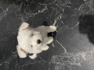 Bichon Havanez (o fetiță )