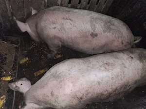 De vânzare marele alb. 