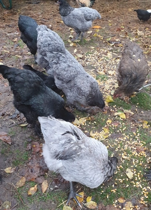 Gaini brahma si australorp - imagine 2