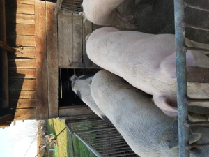 Porci pentru sacrificat - imagine 2
