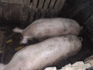 De vânzare marele alb.  - imagine 2