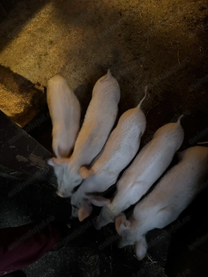 Vând purcei de carne - imagine 2