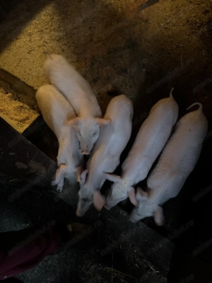 Vând purcei de carne - imagine 3