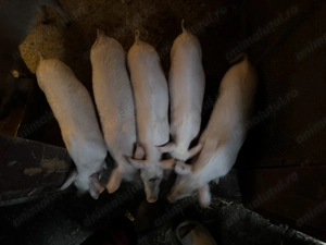 Vând purcei de carne