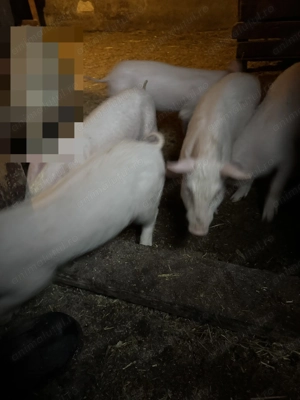 Vând purcei de carne - imagine 4