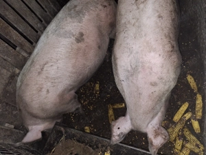 De vânzare marele alb.  - imagine 3