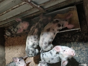 purcei de vanzare  - imagine 2