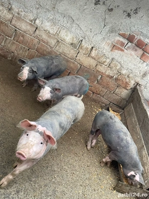 Vând Purcei de Carne 