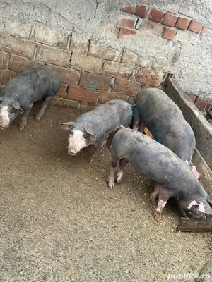 Vând Soldani de Carne  - imagine 3