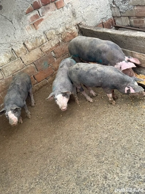 Vând Soldani de Carne  - imagine 4