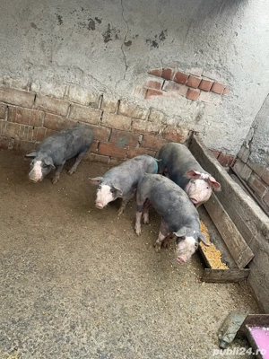 Vând Soldani de Carne  - imagine 2