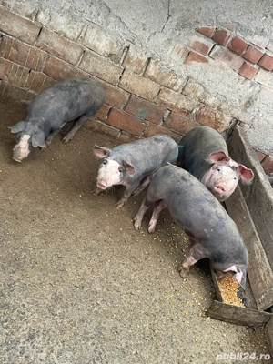 Vând Soldani de Carne  - imagine 5