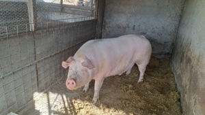 Vand porci !!! - imagine 3