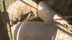 Vand porci !!! - imagine 2