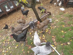 Gaini brahma si australorp - imagine 3