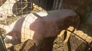 Vand porci !!! - imagine 5