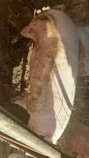 Vand porci !!! - imagine 4