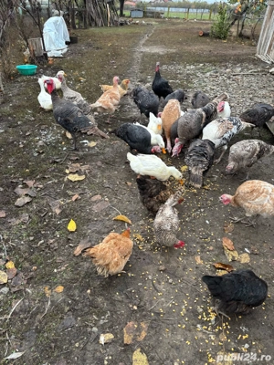 curcani de tara - imagine 3