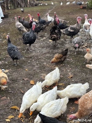 curcani de tara - imagine 2