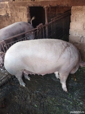 0sapte52858017_arvunesc porci craciun