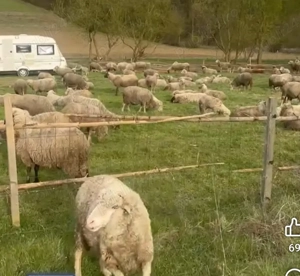 Vând oi bune 142 de bucăți tinere sunt gestante 