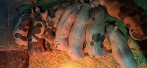 Purcei rasa mama landrance si tata pietrean