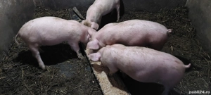 Grăsuni disponibili 