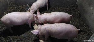 Grăsuni disponibili  - imagine 2