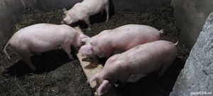 Grăsuni disponibili  - imagine 3