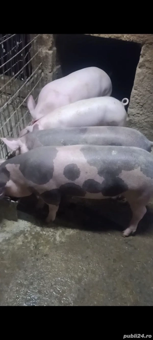 de vanzare purcei pietrean