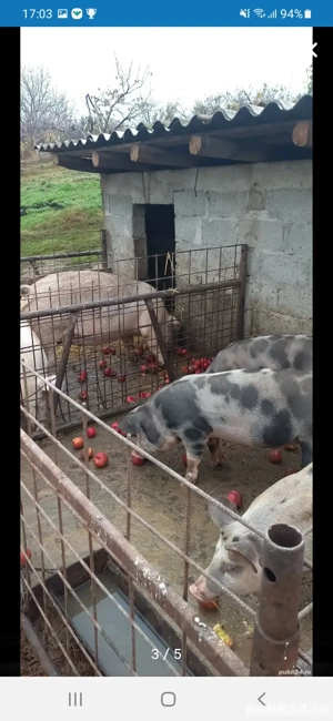 porci crescuți în gospodărie 
