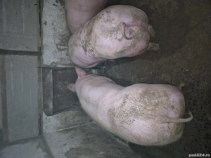 Vand porci pentru Crăciun 