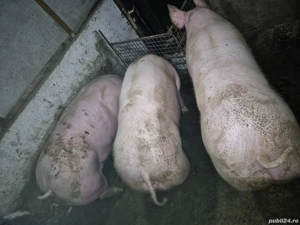 Porci de carne Pietran  - imagine 2