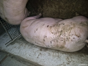 Porci de carne Pietran  - imagine 3