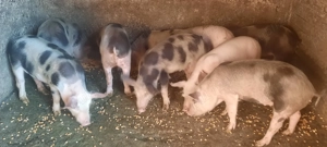 De vânzare purcei - 10 săptămâni - imagine 2