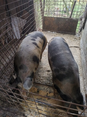 Porci de vânzare  - imagine 2